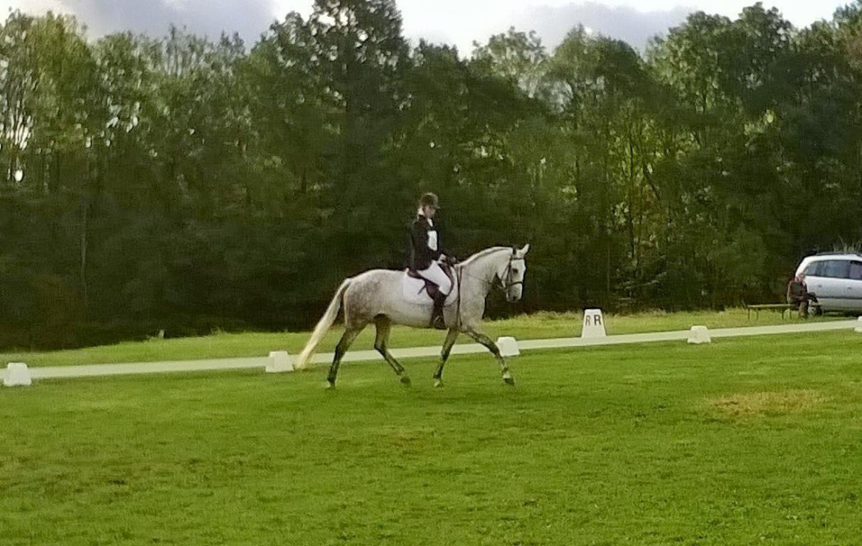 Compétition de dressage