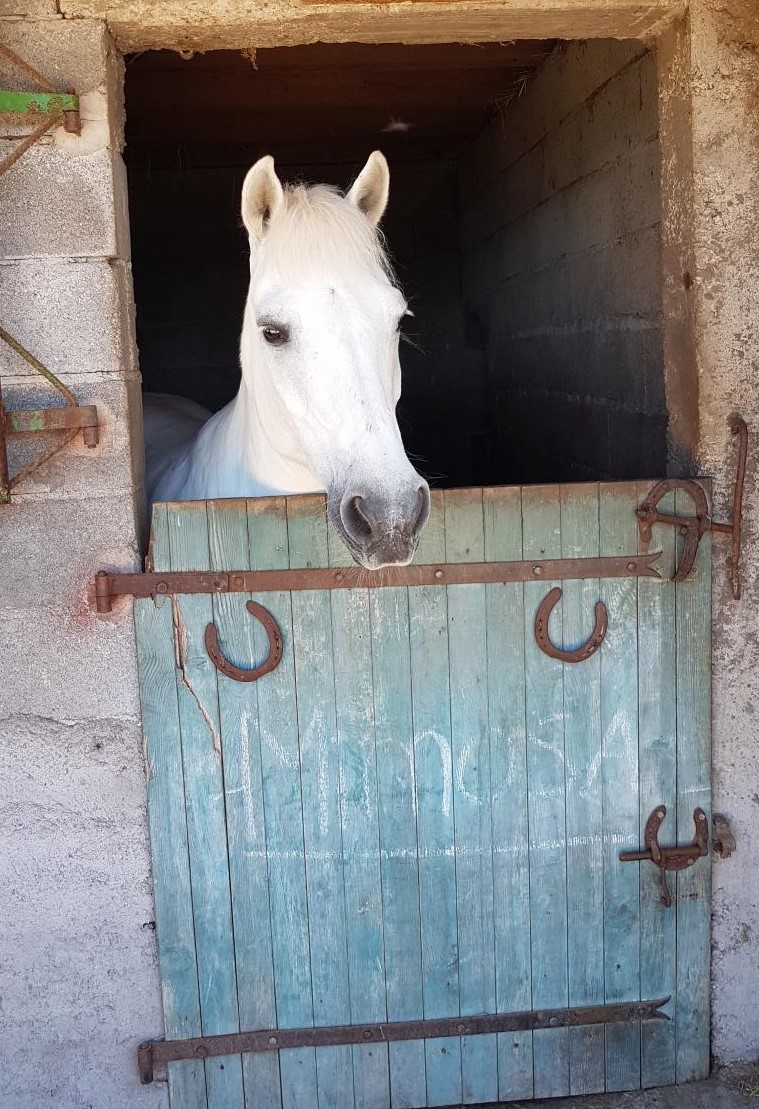 chevaux pension