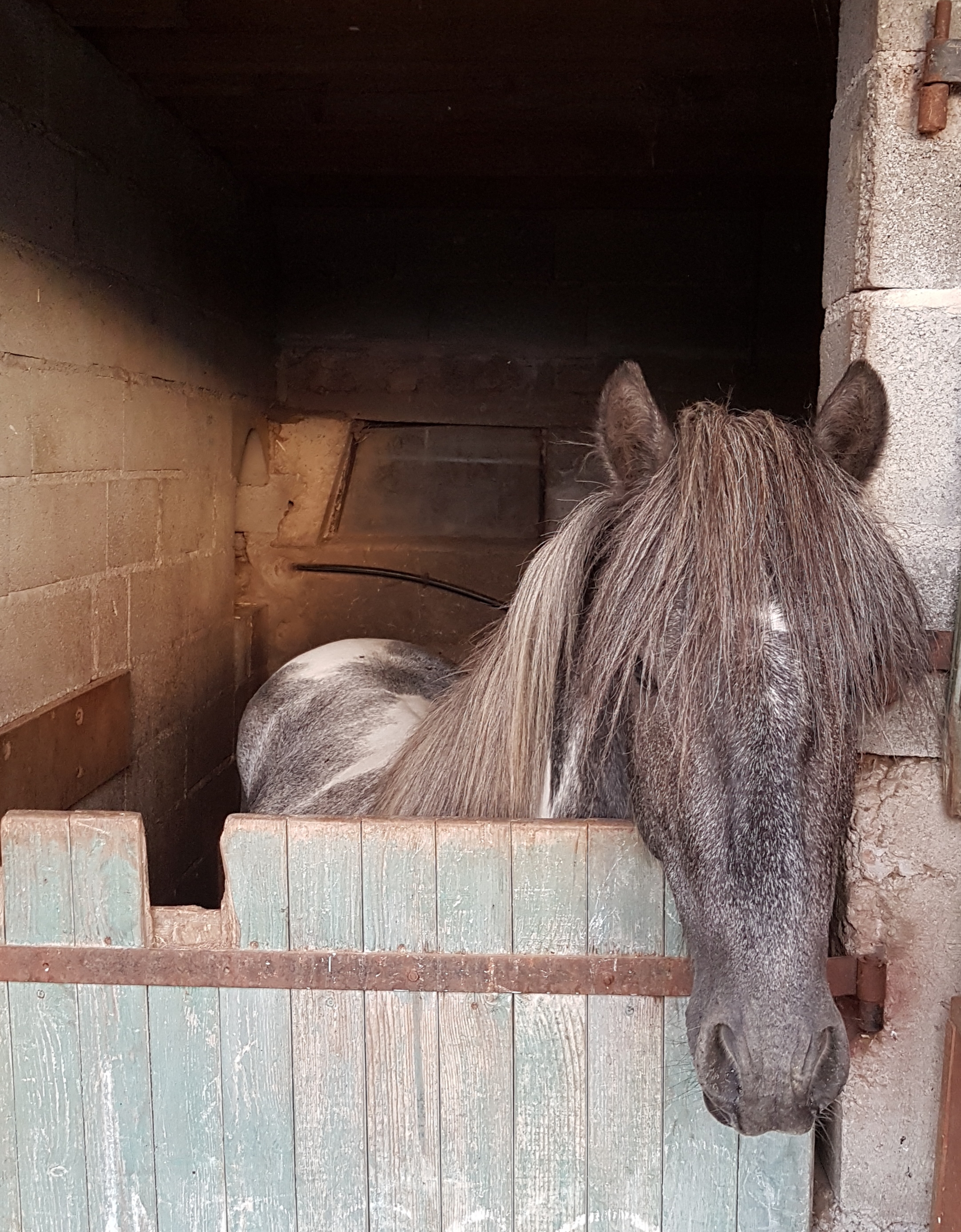 Poney