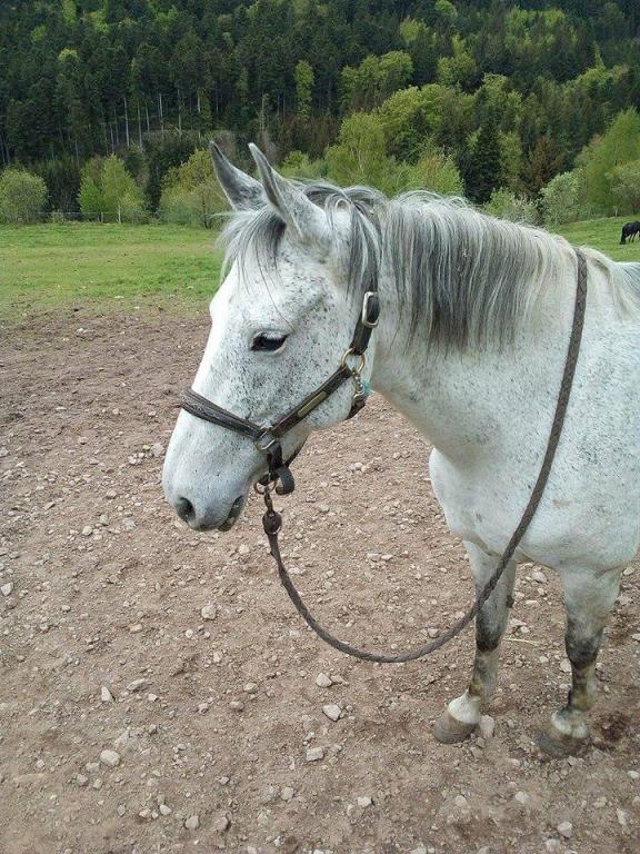 Chevaux pension