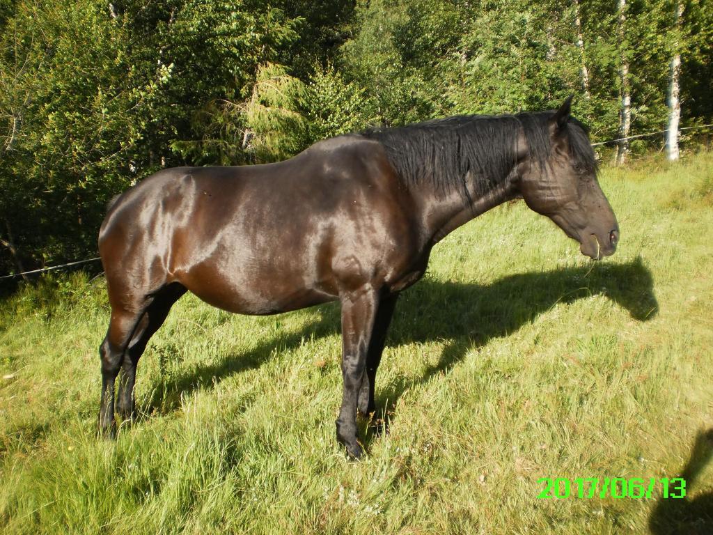 Pension chevaux