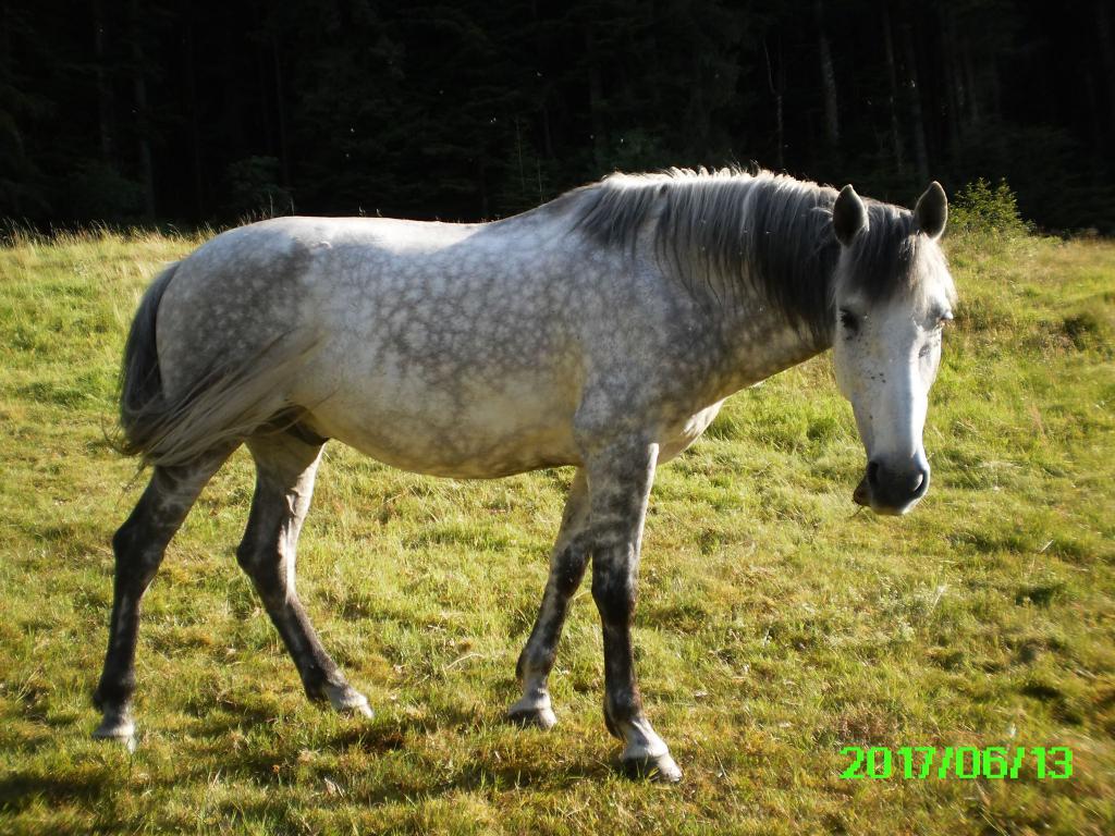 Chevaux pension