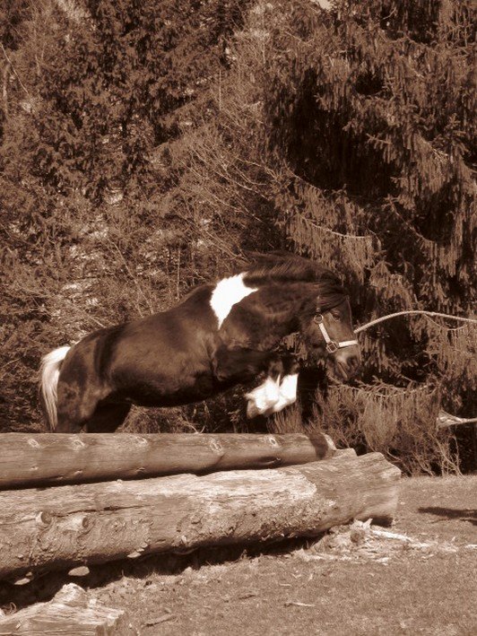 poney