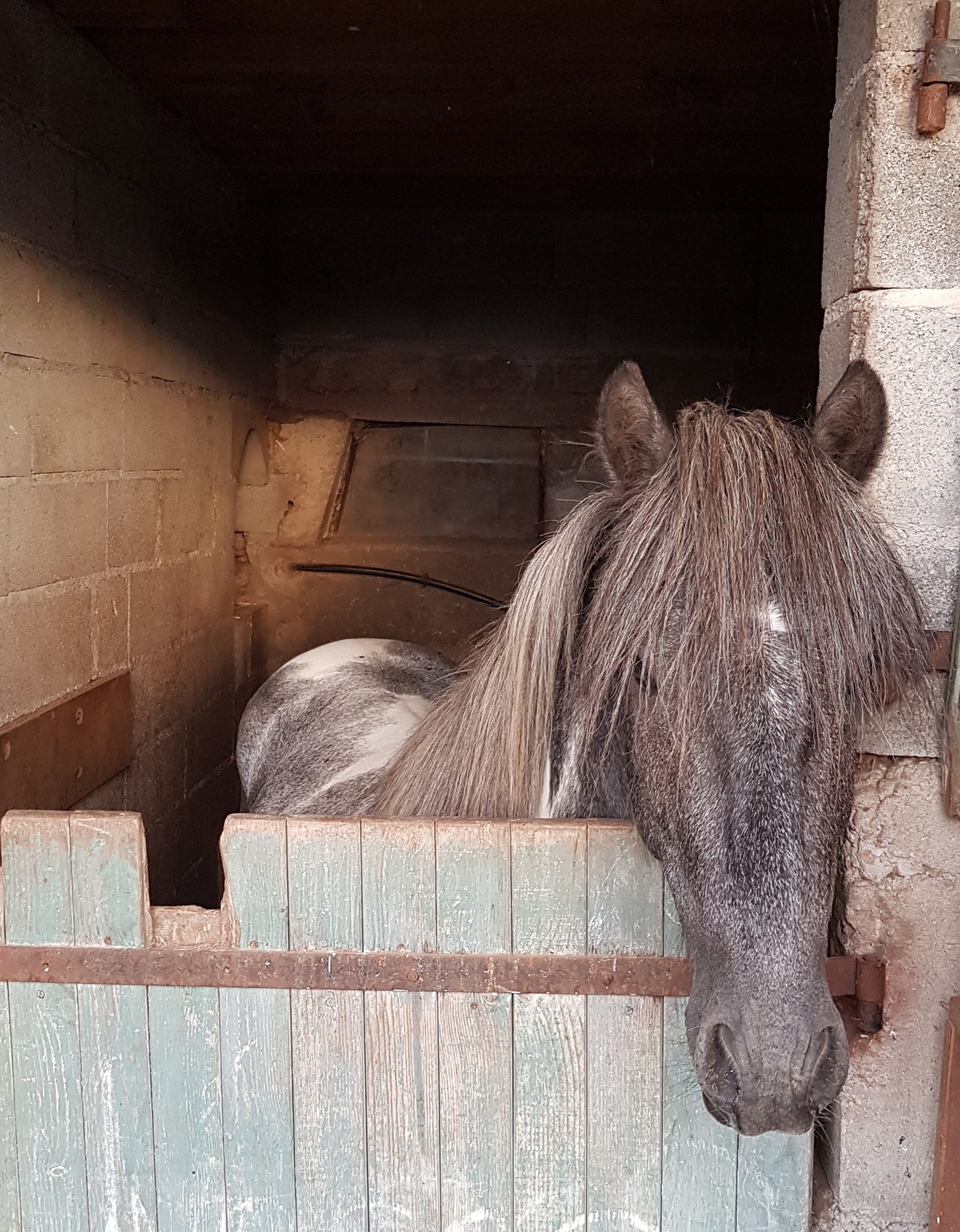 Poney