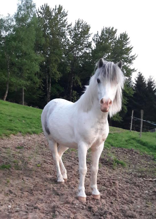 poney