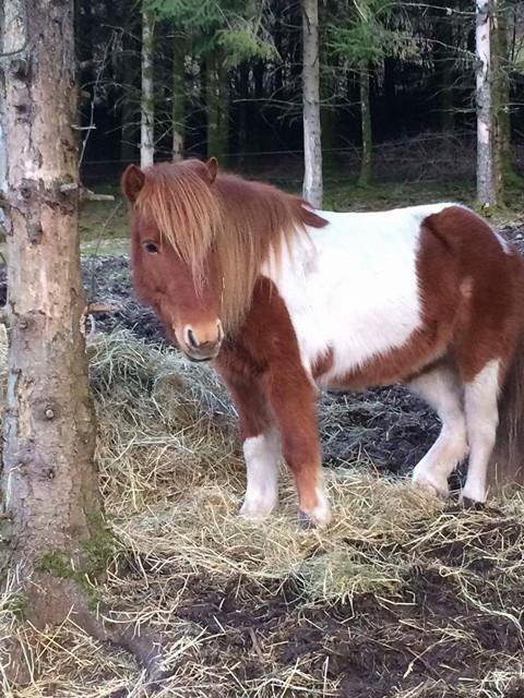poney