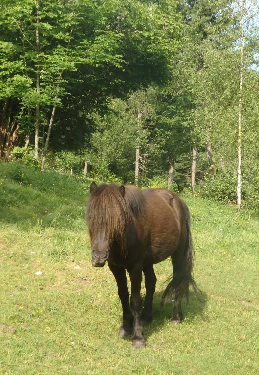 Poney